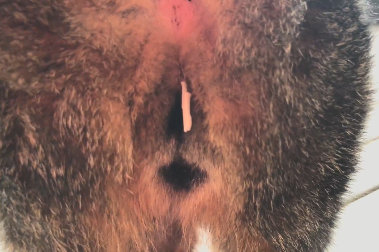 Tapeworm segments around a cat's anus