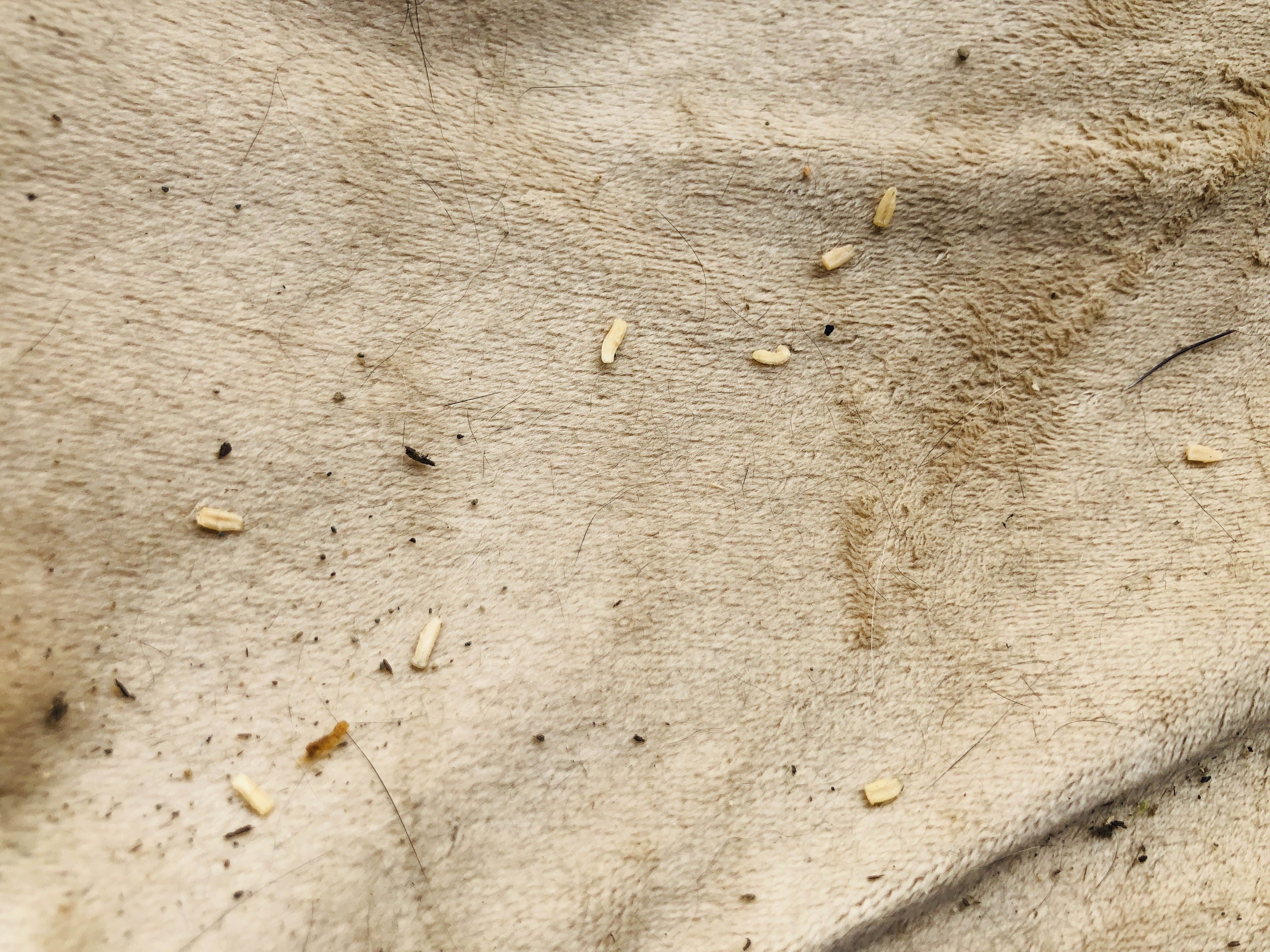 Tapeworm segments found on cat bedding