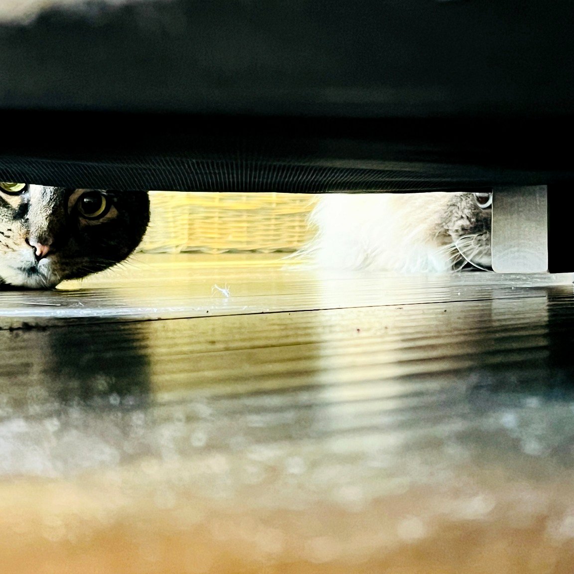 Maruay resting comfortably in a favorite spot