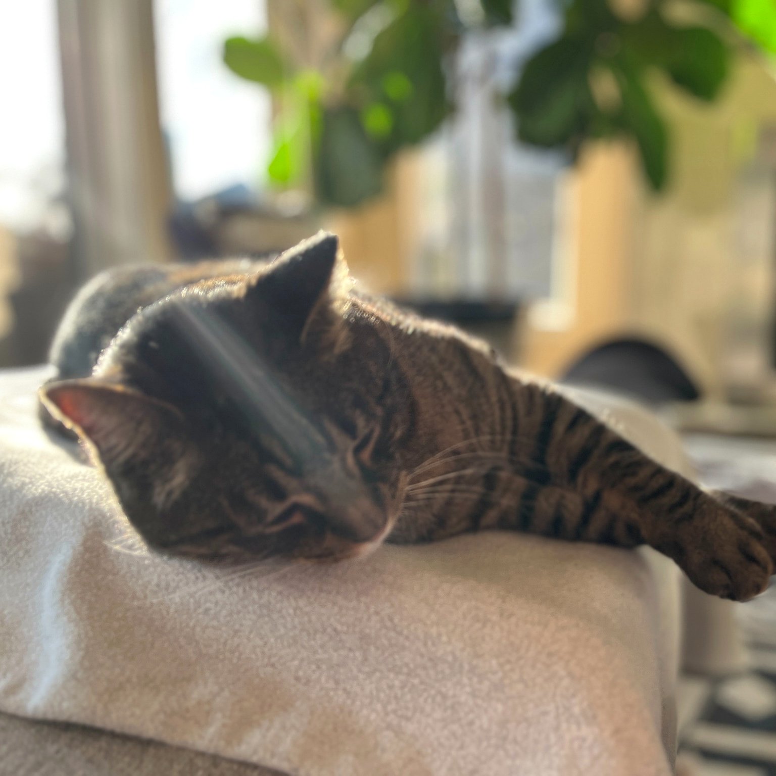 Maruay looking content and at peace at home