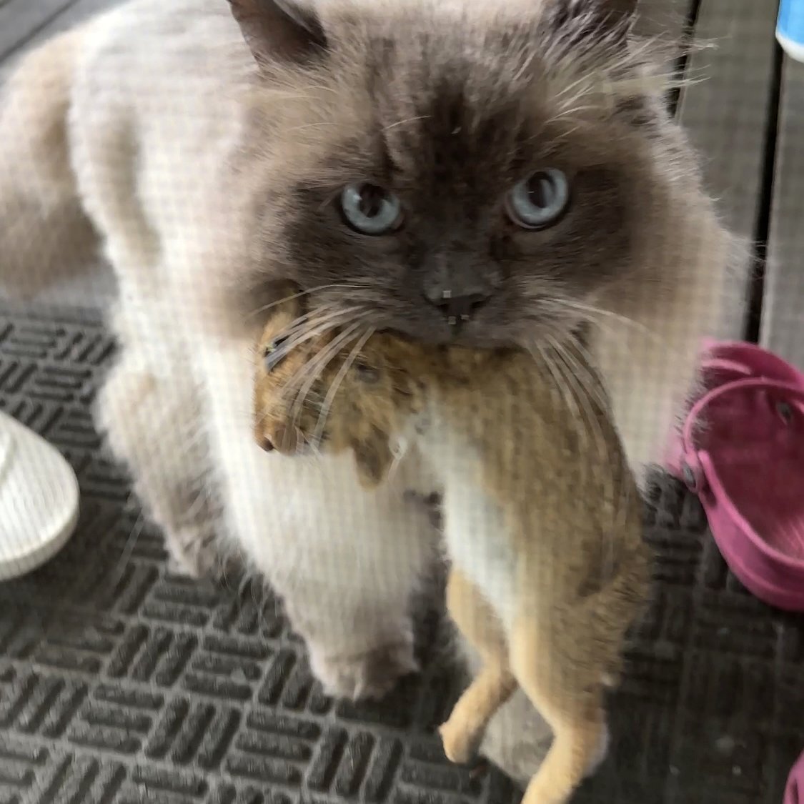 Numchoke alert and focused while exploring