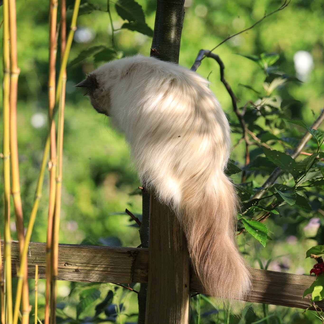 Numchoke in a still, focused moment outdoors