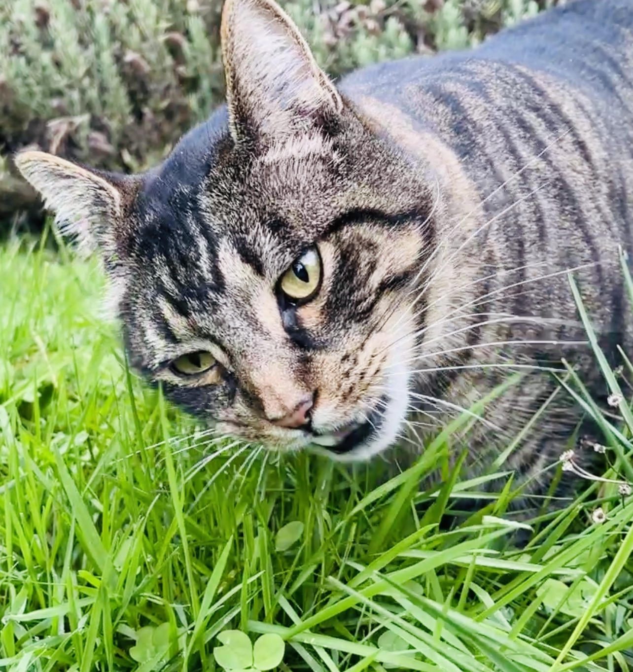 Maruay the cat eating grass
